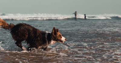 黑白边境牧羊犬白天在水上奔跑